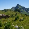 Wanderung Schynige Platte First